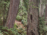 Redwood National Park