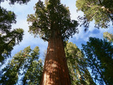 Sequoia National Park