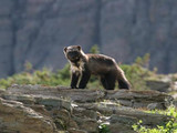 Wolverine (Gulo gulo), Glacier National Park, 2015