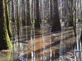 Congaree National Park