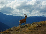 Mule deer, North Cascades National Park, 2015