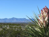 Yucca bloom, Big Bend National Park, 2015.