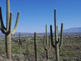 Saguaro National Park