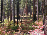 Sequoia National Park