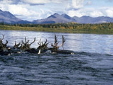 Caribou (Rangifer tarandus) swim the Kobuk River, Kobuk Valley National Park, 2015