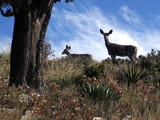 Mule deer, Guadalupe Mountains National Park, 2015