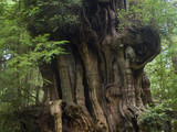 Olympic National Park