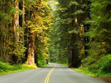 Redwood National Park