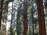 Sequoia National Park