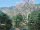 Saguaro National Park