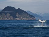 Humpback whale breaches the water, Kenai Fjords National Park, 2014