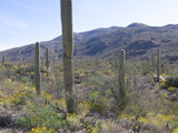 Saguaro National Park