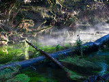 Olympic National Park