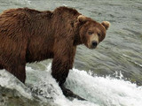 Brown bear, Katmai National Park & Preserve, 2014