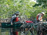 Red Mangrove forest