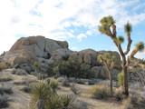 Joshua Tree National Park