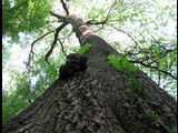 Congaree National Park