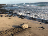 Hawksbill sea turtle, Hawai