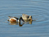 Northern shovelers (Anas clypeata), Lake Clark National Park & Preserve, 2015