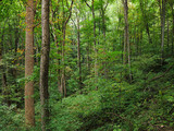 Great Smoky Mountains National Park