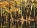 Congaree National Park